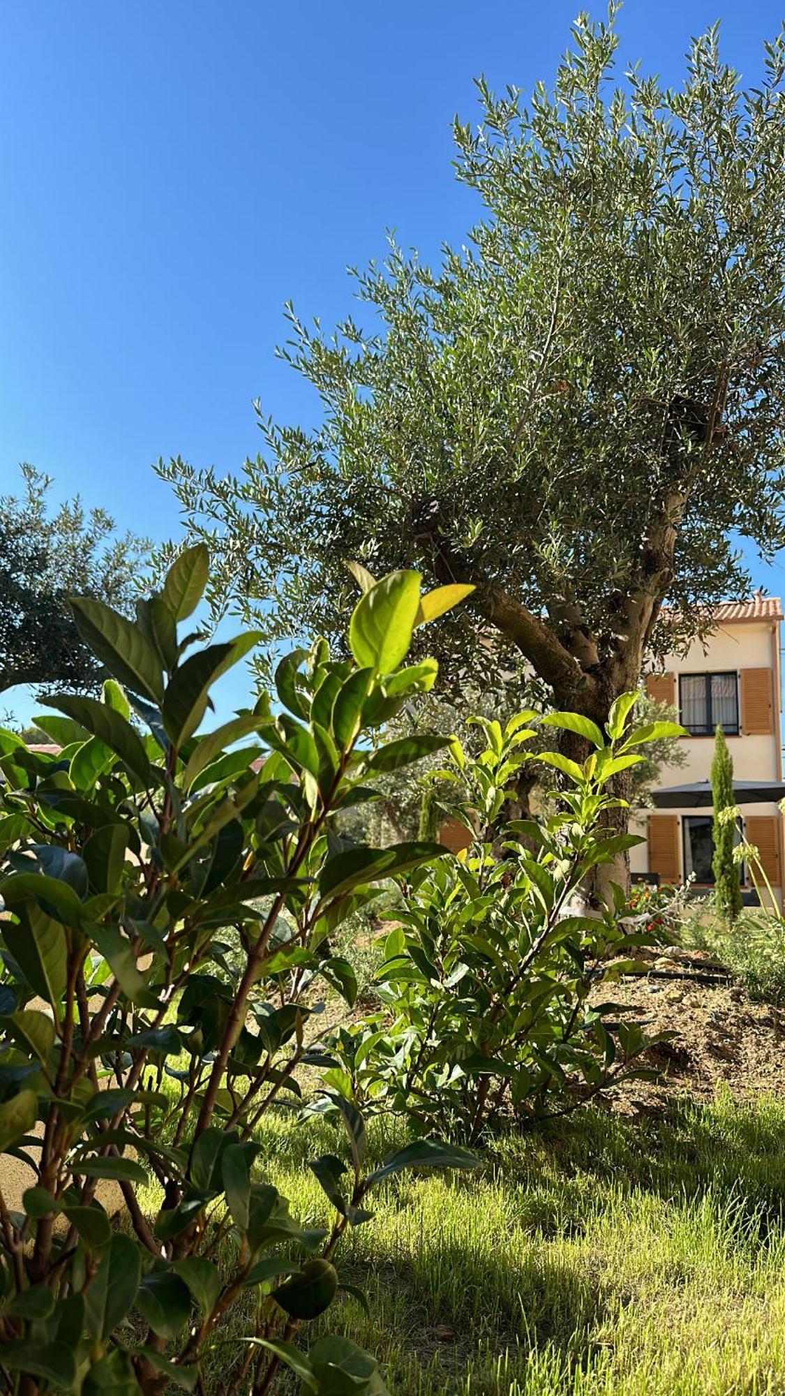 Residence Catalina Saint-Florent  Exteriör bild